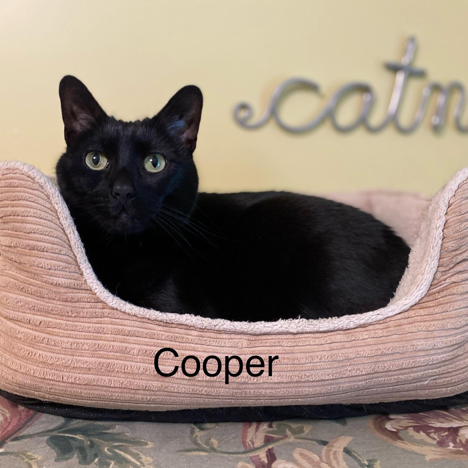 Cooper, Adoptable, Adult Male Domestic Short Hair.