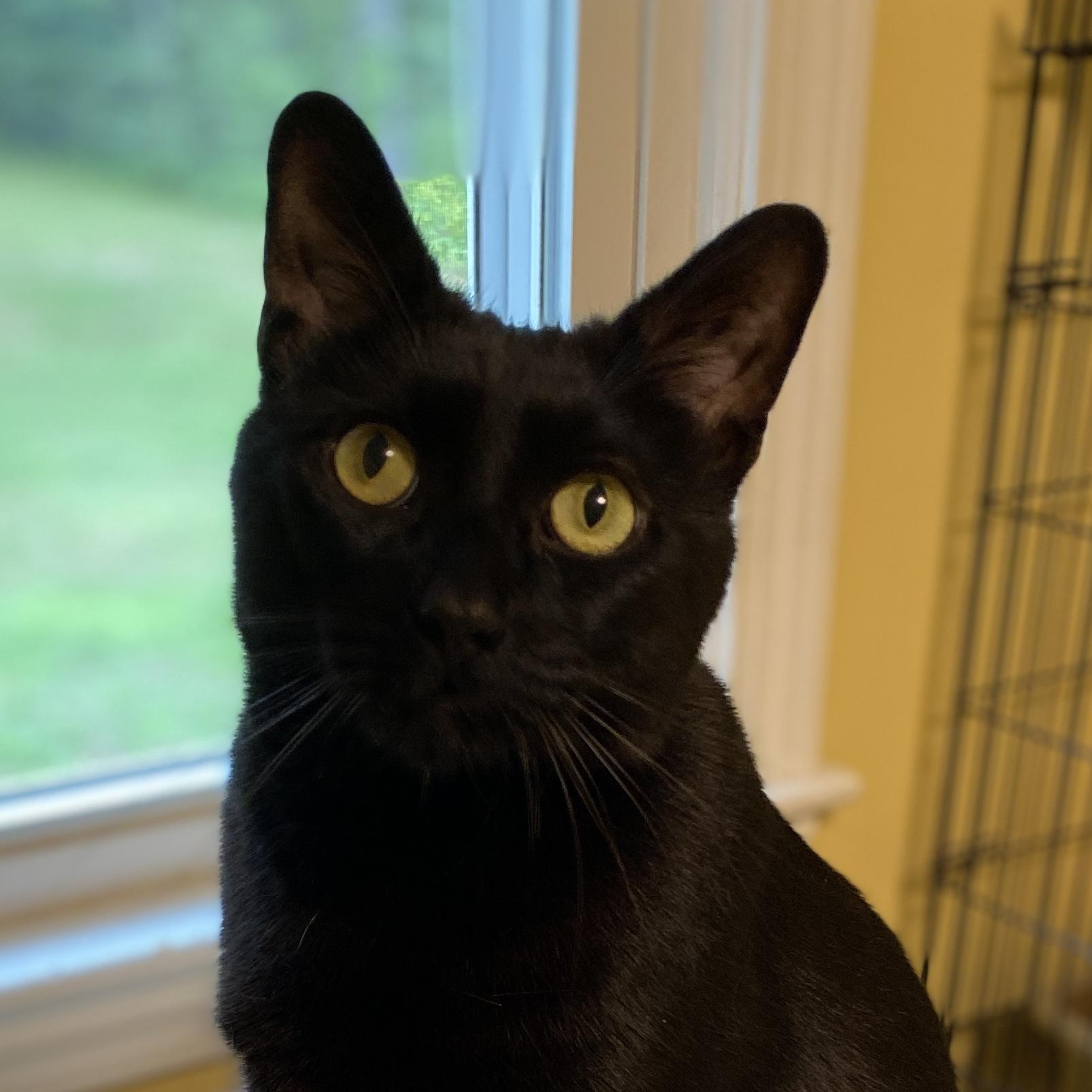 Enlarge Cooper, a Adoptable Domestic Short Hair in Medway, MA image 3/3