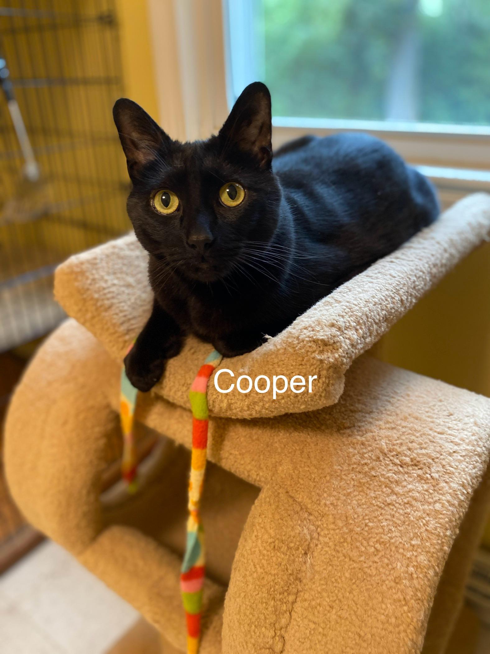 Cooper, Adoptable, Adult Male Domestic Short Hair.