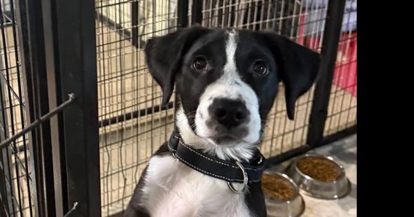Leo, Adoptable, Puppy Male Mixed Breed.