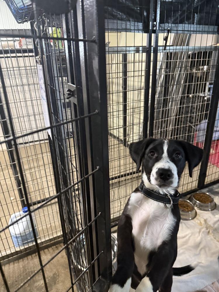 Enlarge Leo, a Adoptable mixed breed in Papillion, NE image 2/3