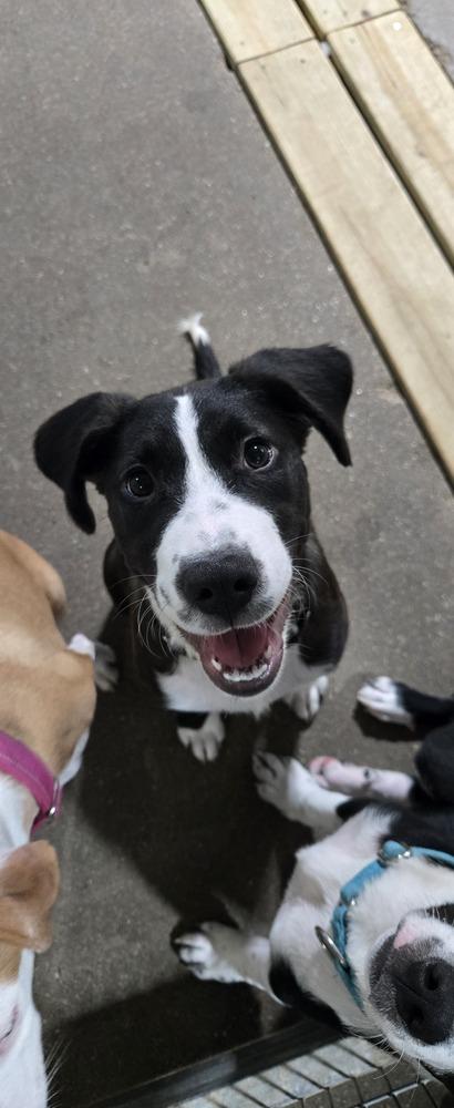 Enlarge Leo, a Adoptable mixed breed in Papillion, NE image 3/3