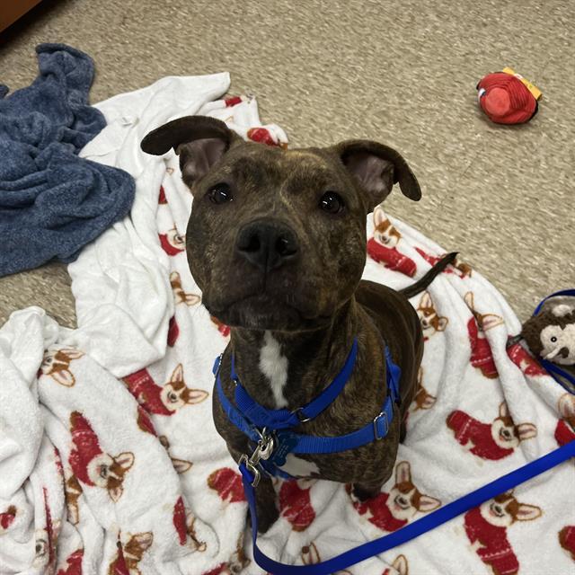 ANASTASIA, Adoptable, Young Female Pit Bull Terrier & Boxer.