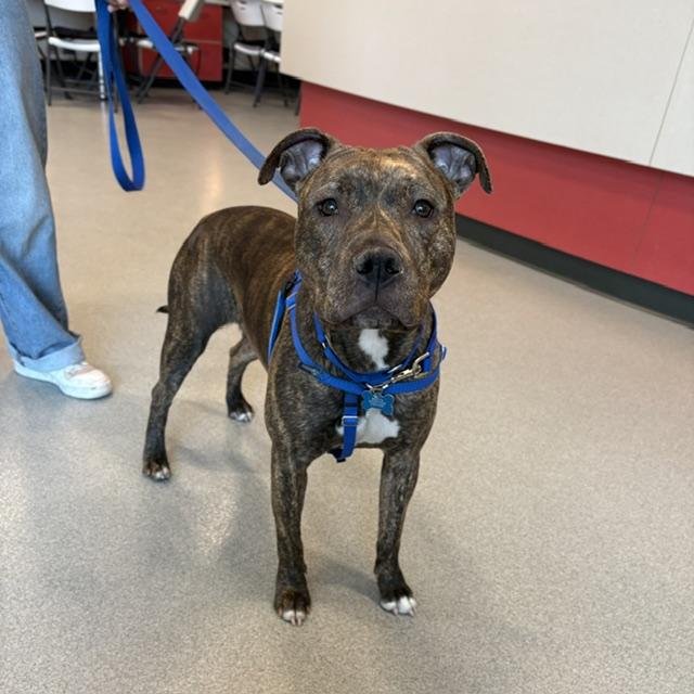 ANASTASIA, Adoptable, Young Female Pit Bull Terrier & Boxer.