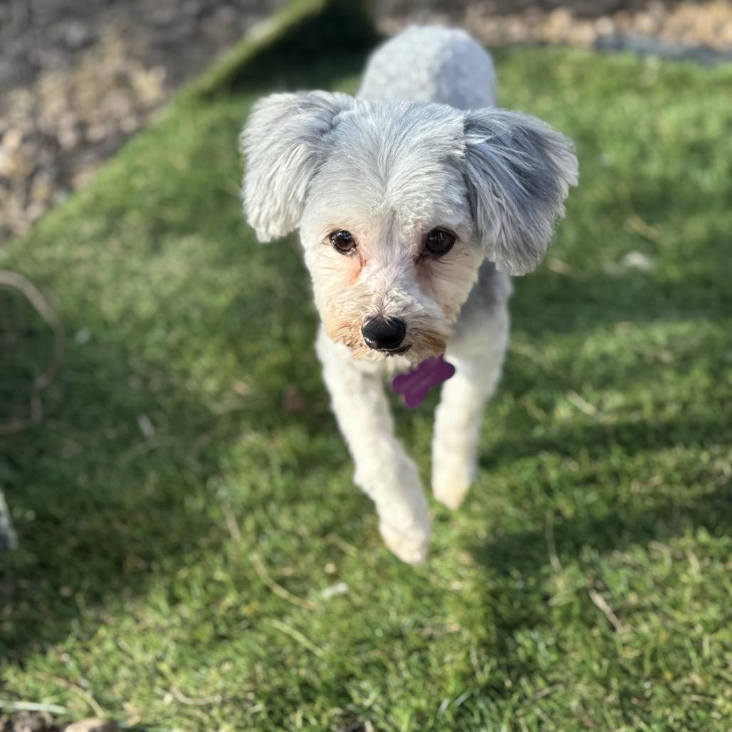 Enlarge Benji, a Adoptable mixed breed in Phoenix, AZ image 2/5