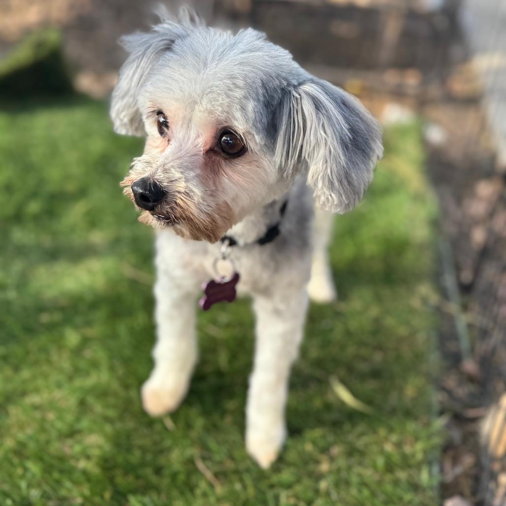 Enlarge Benji, a Adoptable mixed breed in Phoenix, AZ image 3/5