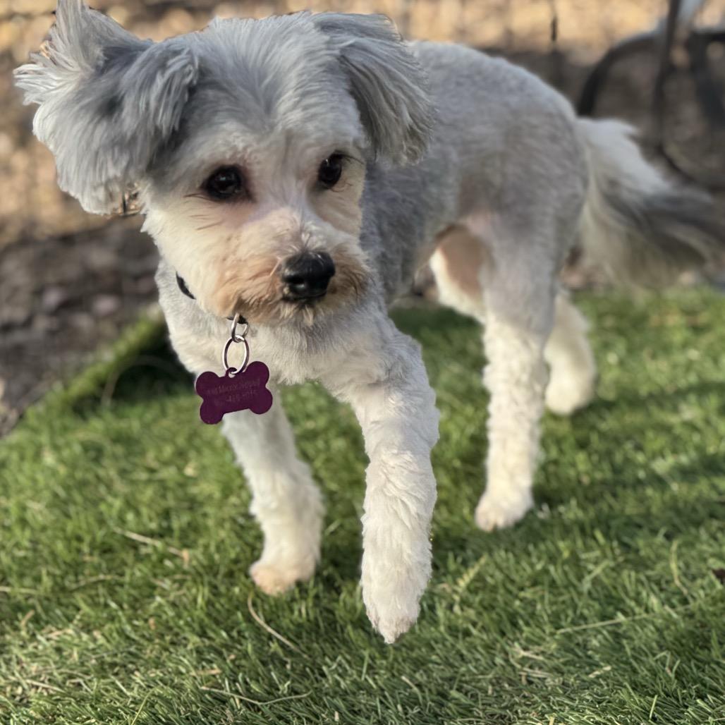 Enlarge Benji, a Adoptable mixed breed in Phoenix, AZ image 4/5