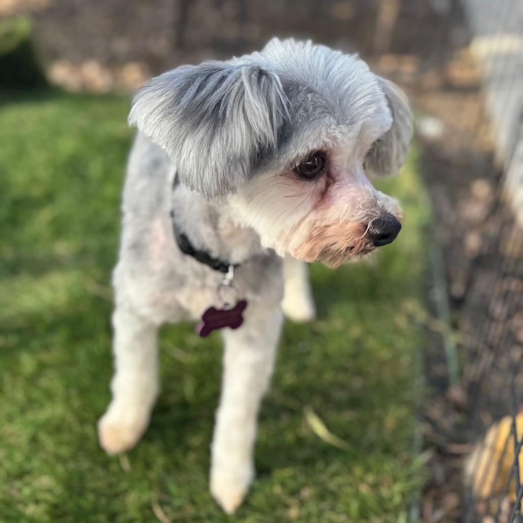 Enlarge Benji, a Adoptable mixed breed in Phoenix, AZ image 5/5