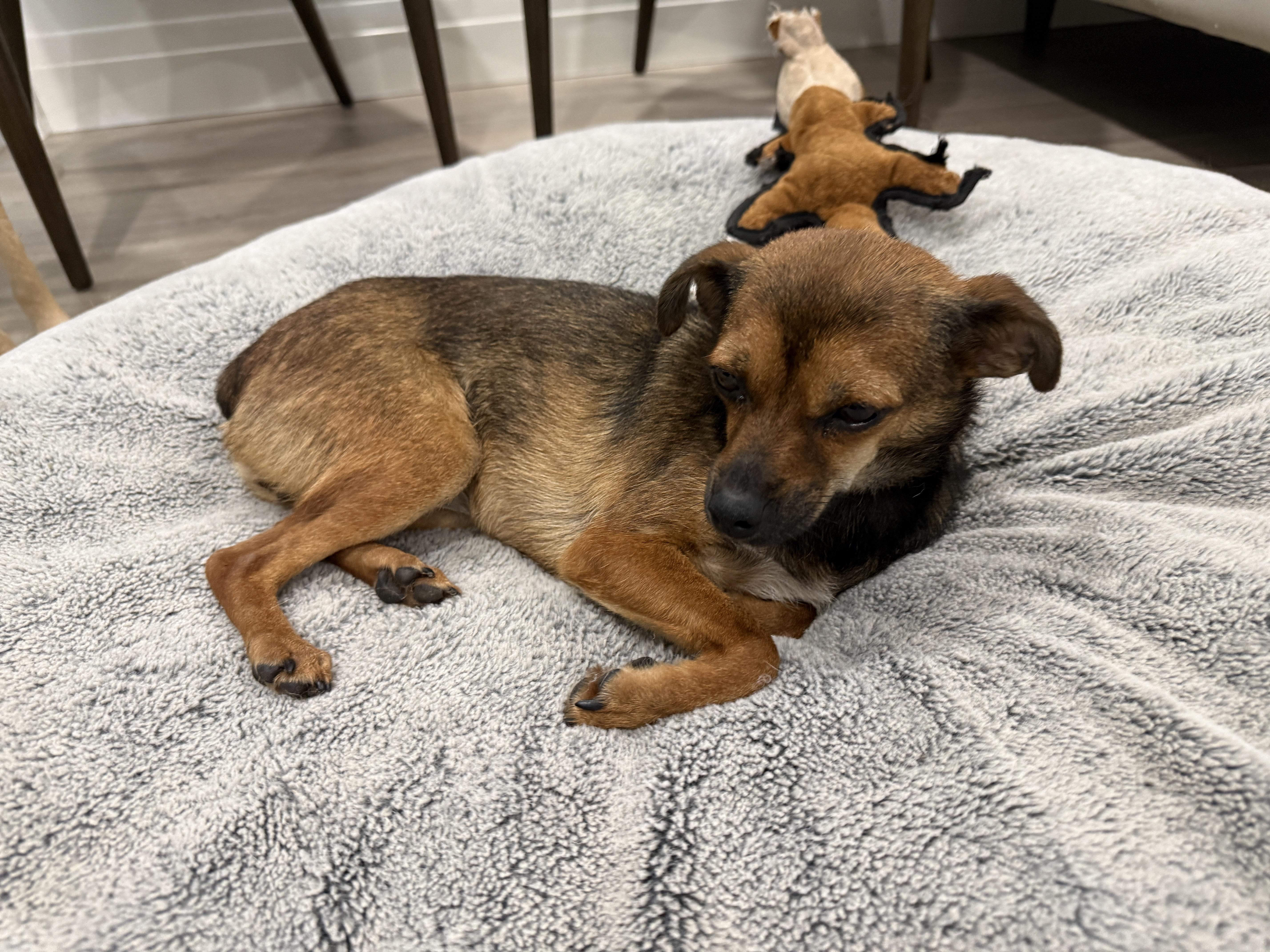 Enlarge Ella, a Adoptable Mixed Breed in Markham, ON image 3/4