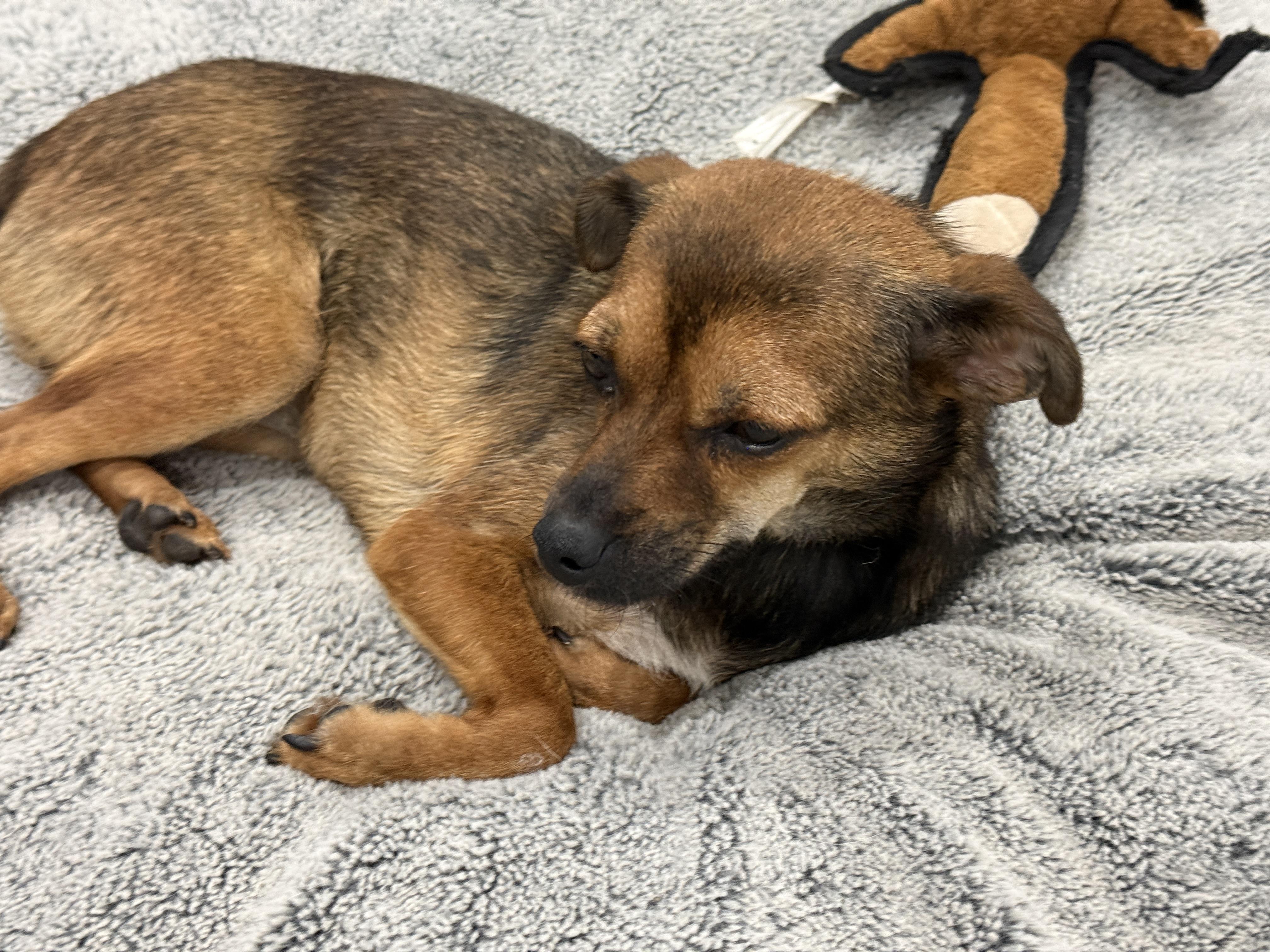 Enlarge Ella, a Adoptable Mixed Breed in Markham, ON image 4/4