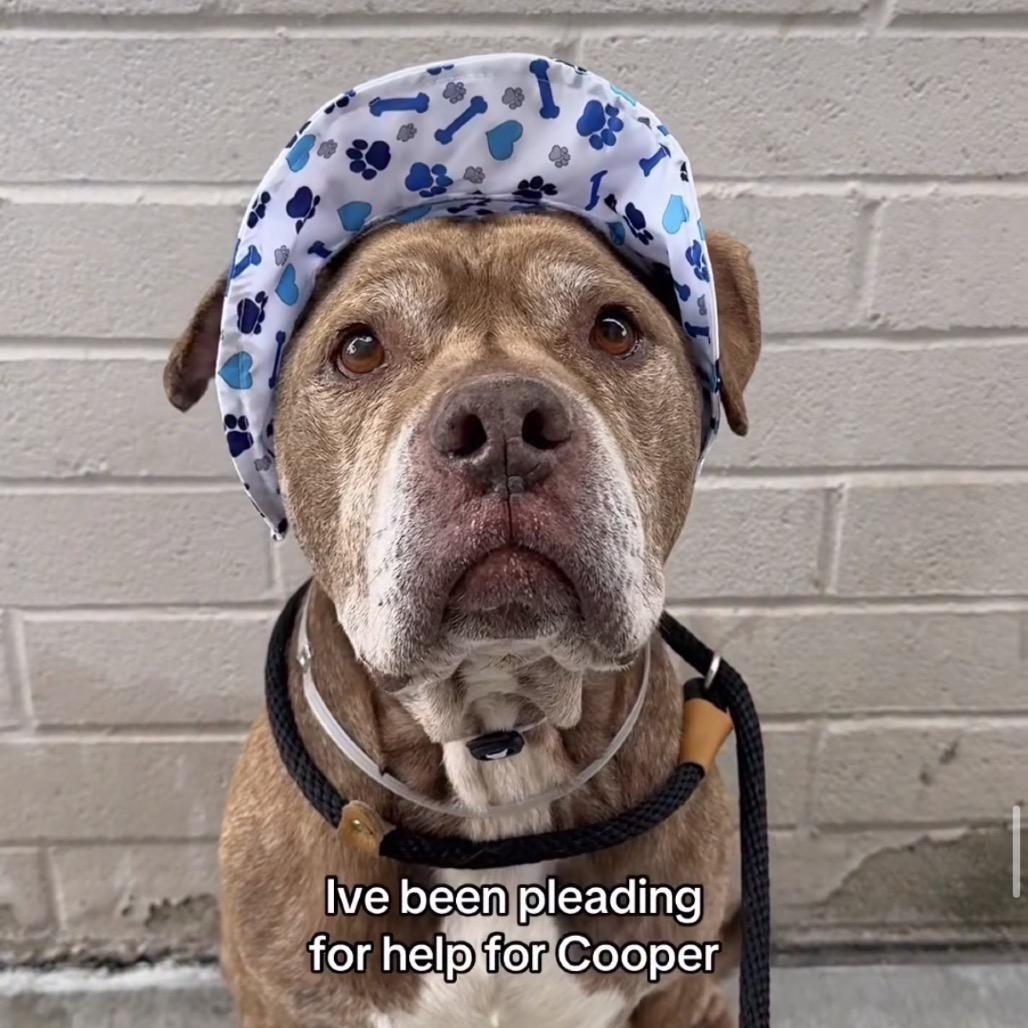 Cooper, Adoptable, Senior Male Pit Bull Terrier & Mixed Breed.