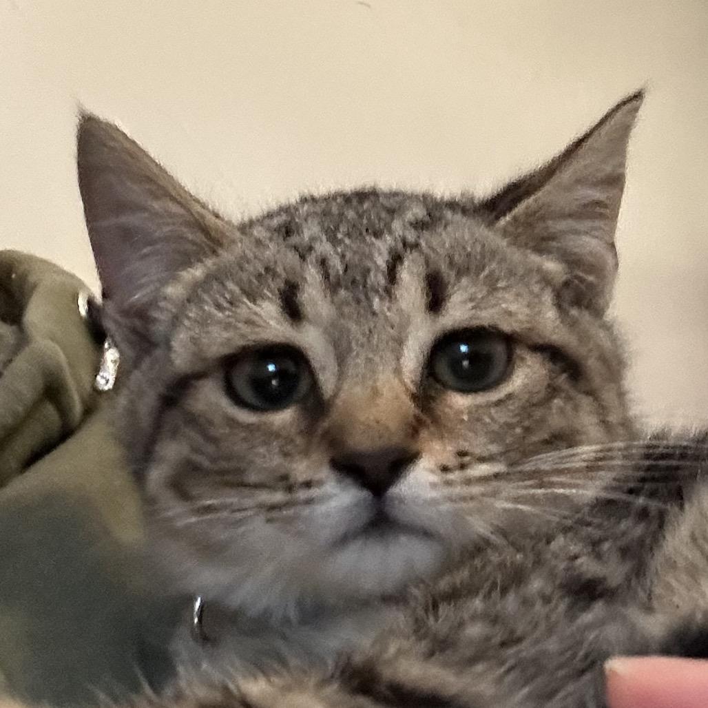 Lorraine, Adoptable, Kitten Female Domestic Short Hair.