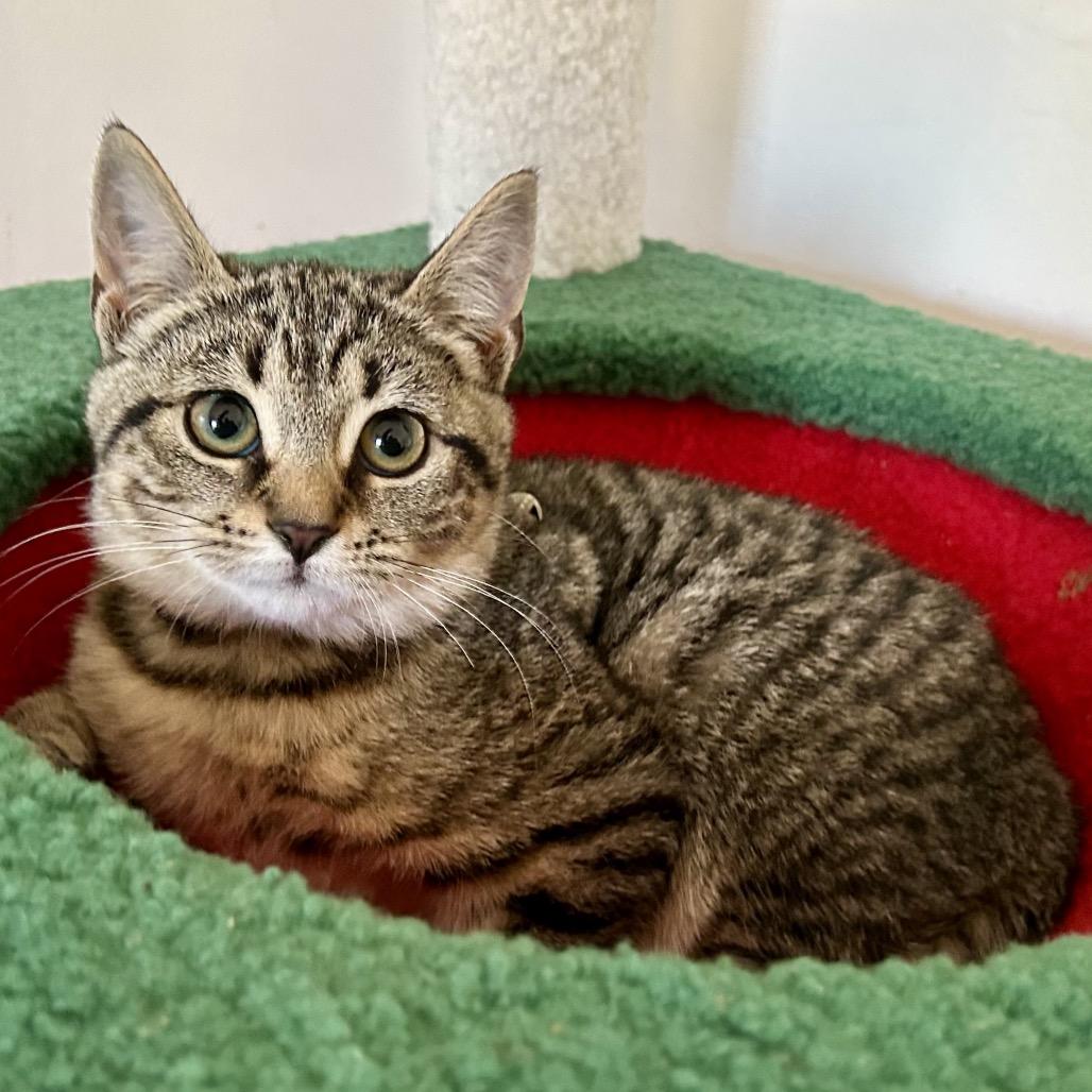Enlarge Lorraine, a Adoptable Domestic Short Hair in Brevard, NC image 2/2