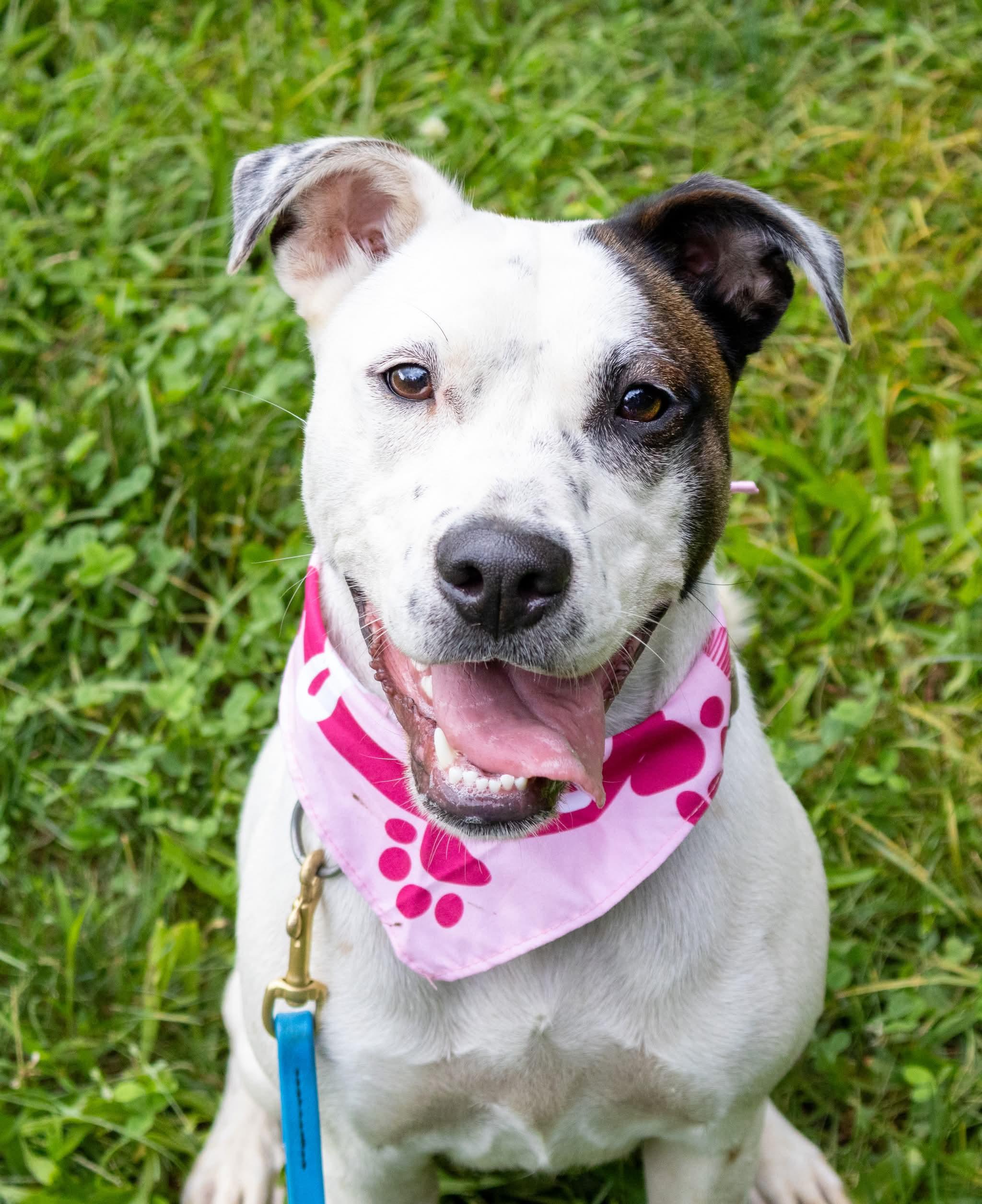 Latte, an adoptable mixed breed in Argyle, NY image 5/6
