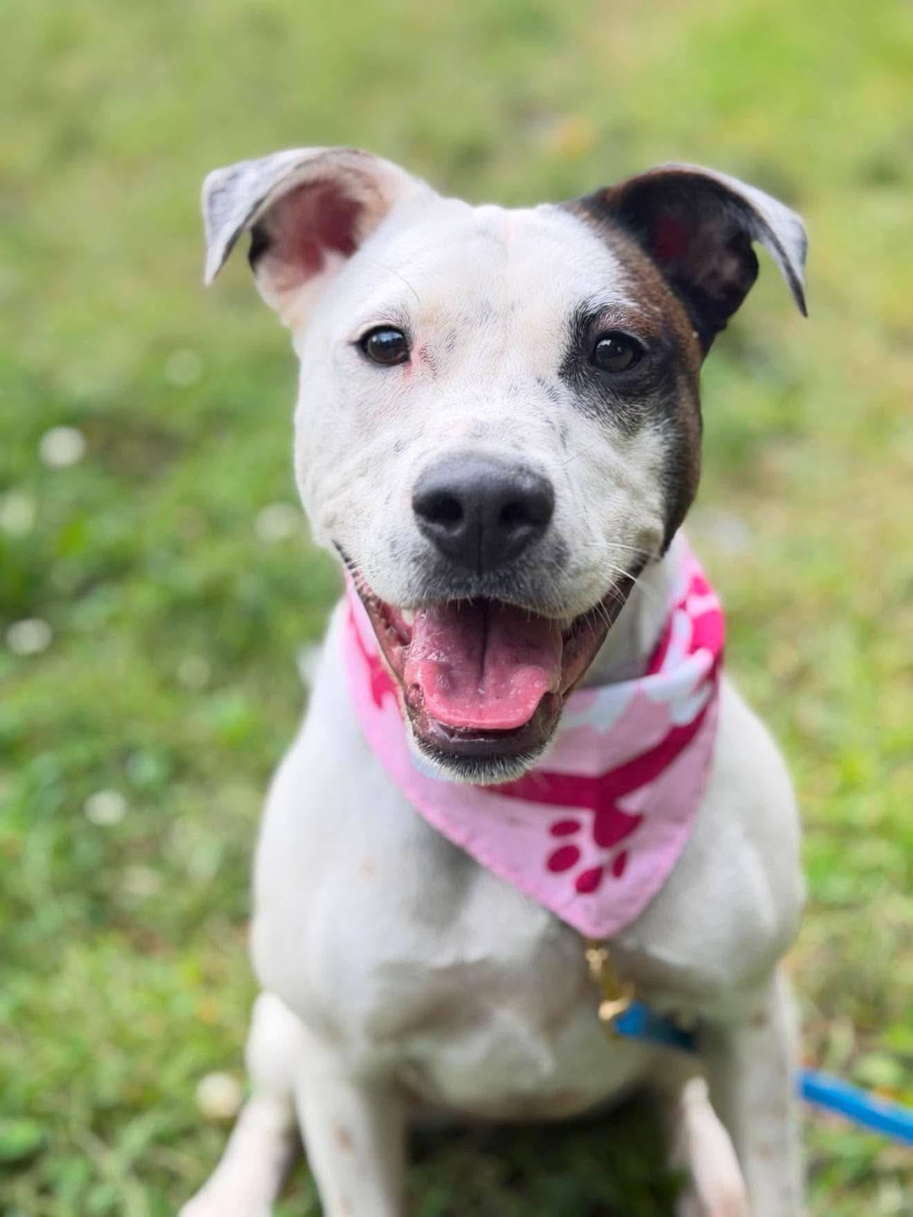 Latte, an adoptable mixed breed in Argyle, NY image 4/6