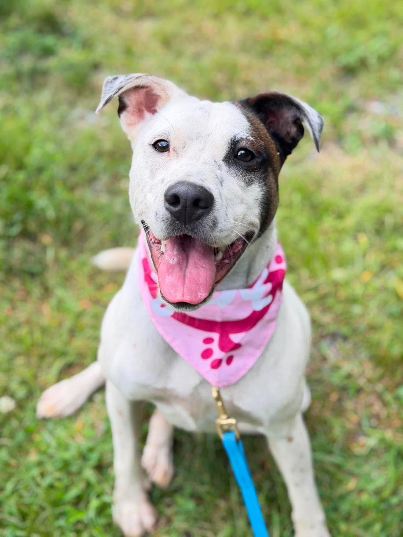 Latte, an adoptable mixed breed in Argyle, NY image 1/6