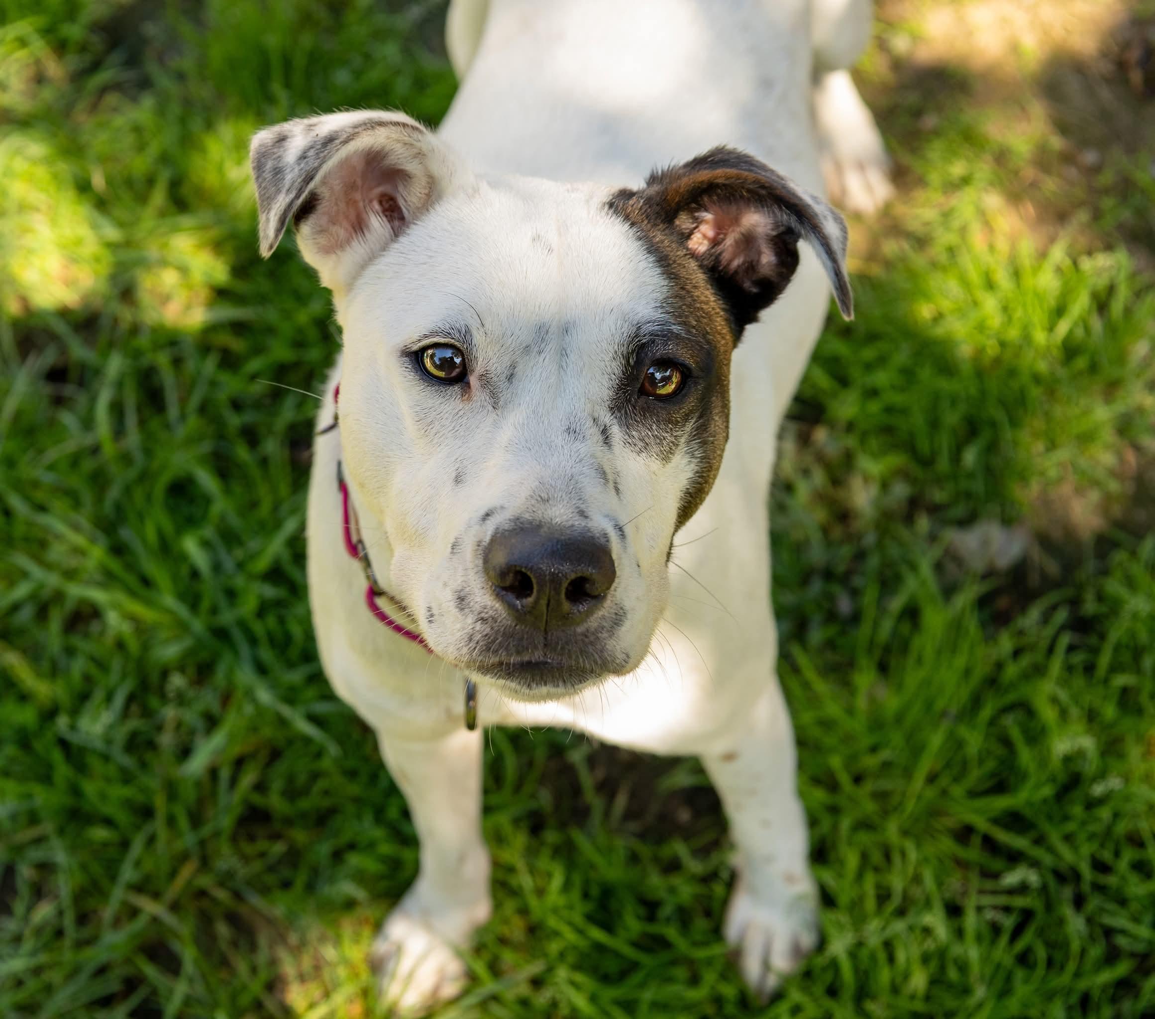 Latte, an adoptable mixed breed in Argyle, NY image 6/6