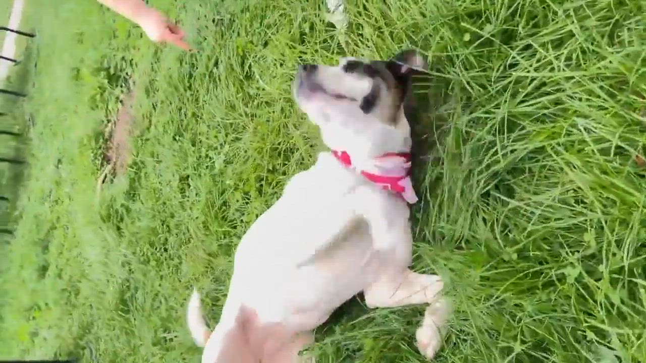 Enlarge Latte, an adoptable mixed breed in Argyle, NY video 2/6