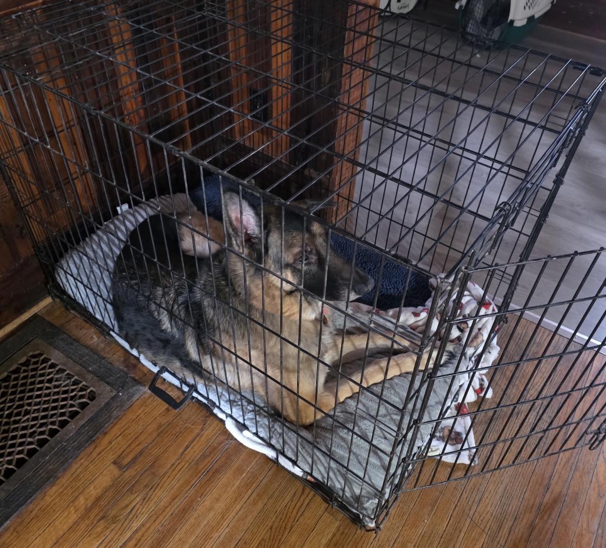 Enlarge Niki, an adopted German Shepherd Dog in Shenandoah, IA image 2/2