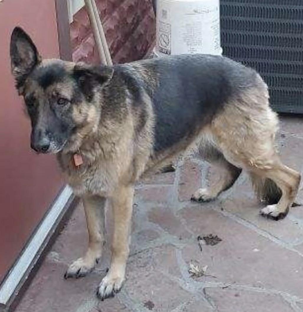 Enlarge Niki, an adopted German Shepherd Dog in Shenandoah, IA image 1/2