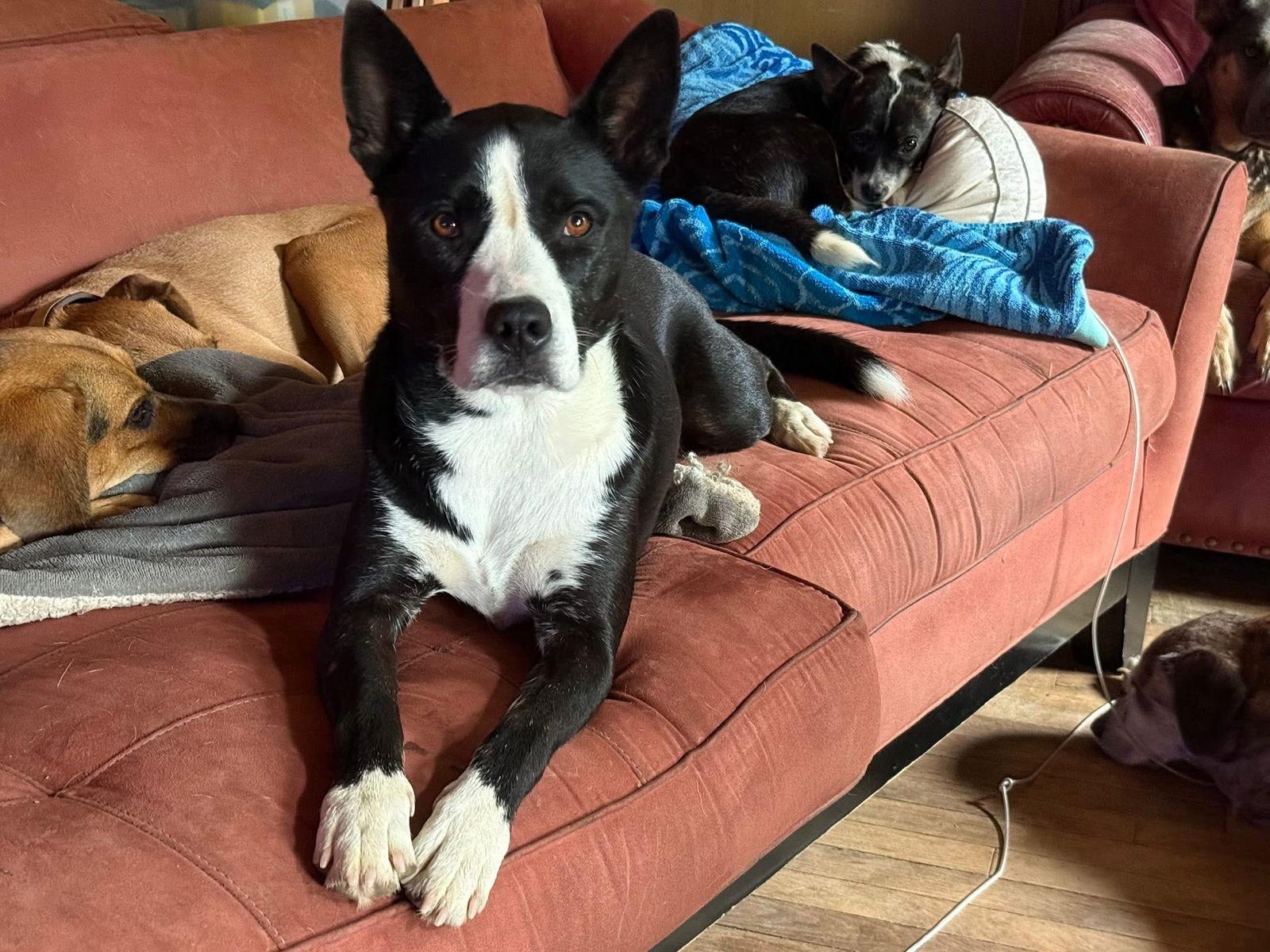 Khaleesi, Adoptable, Adult Female Pit Bull Terrier & Siberian Husky.