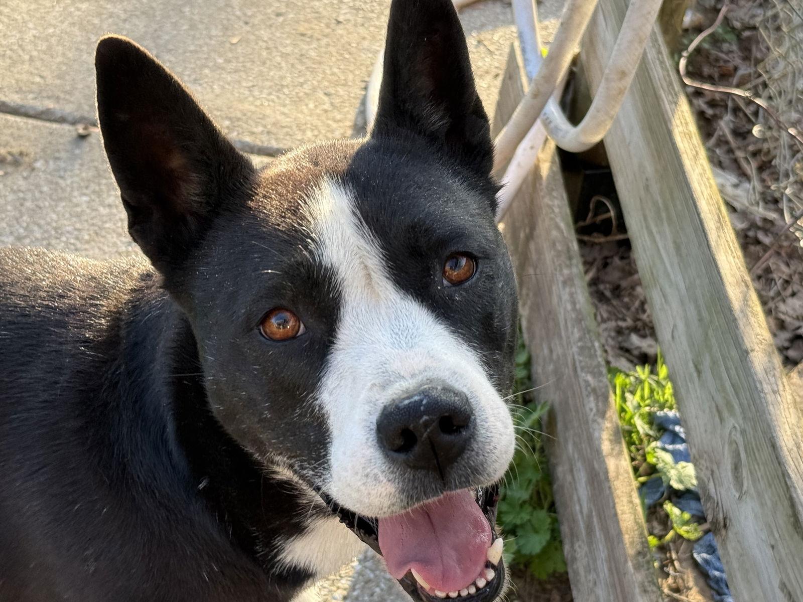 Enlarge Khaleesi, a Adoptable mixed breed in Antioch, TN image 2/3