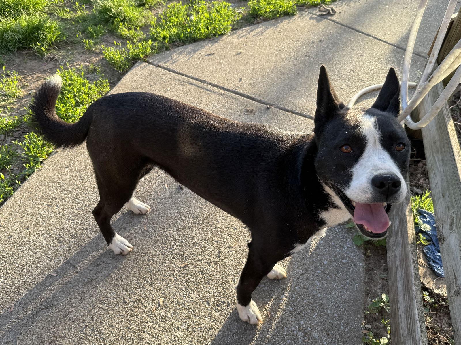 Enlarge Khaleesi, a Adoptable mixed breed in Antioch, TN image 3/3