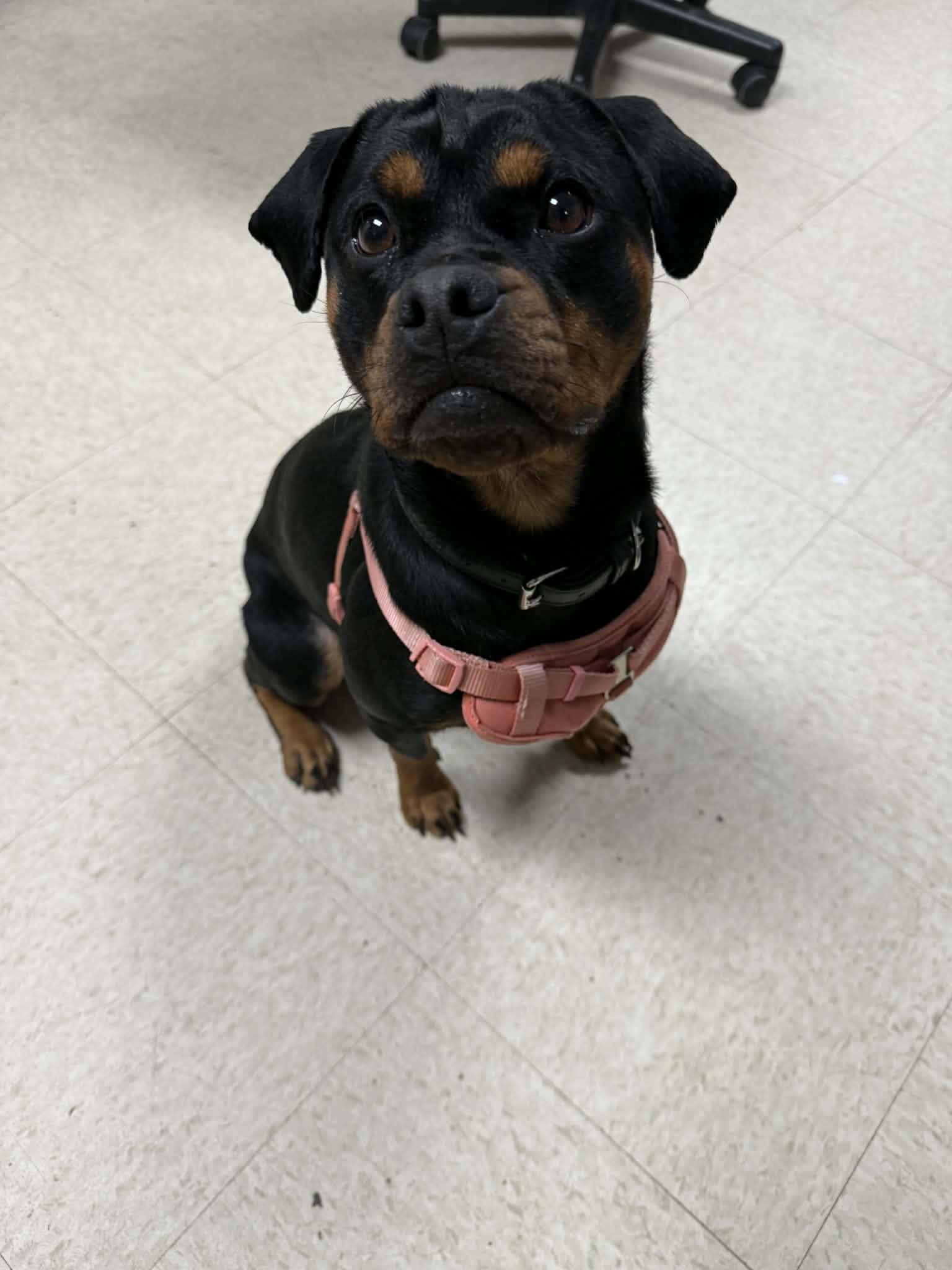 Sapphire, ADOPTABLE, Adult Female Mixed Breed.