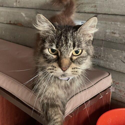 Enlarge Chloe, a Adoptable Domestic Medium Hair in Seven Valleys, PA image 1/3