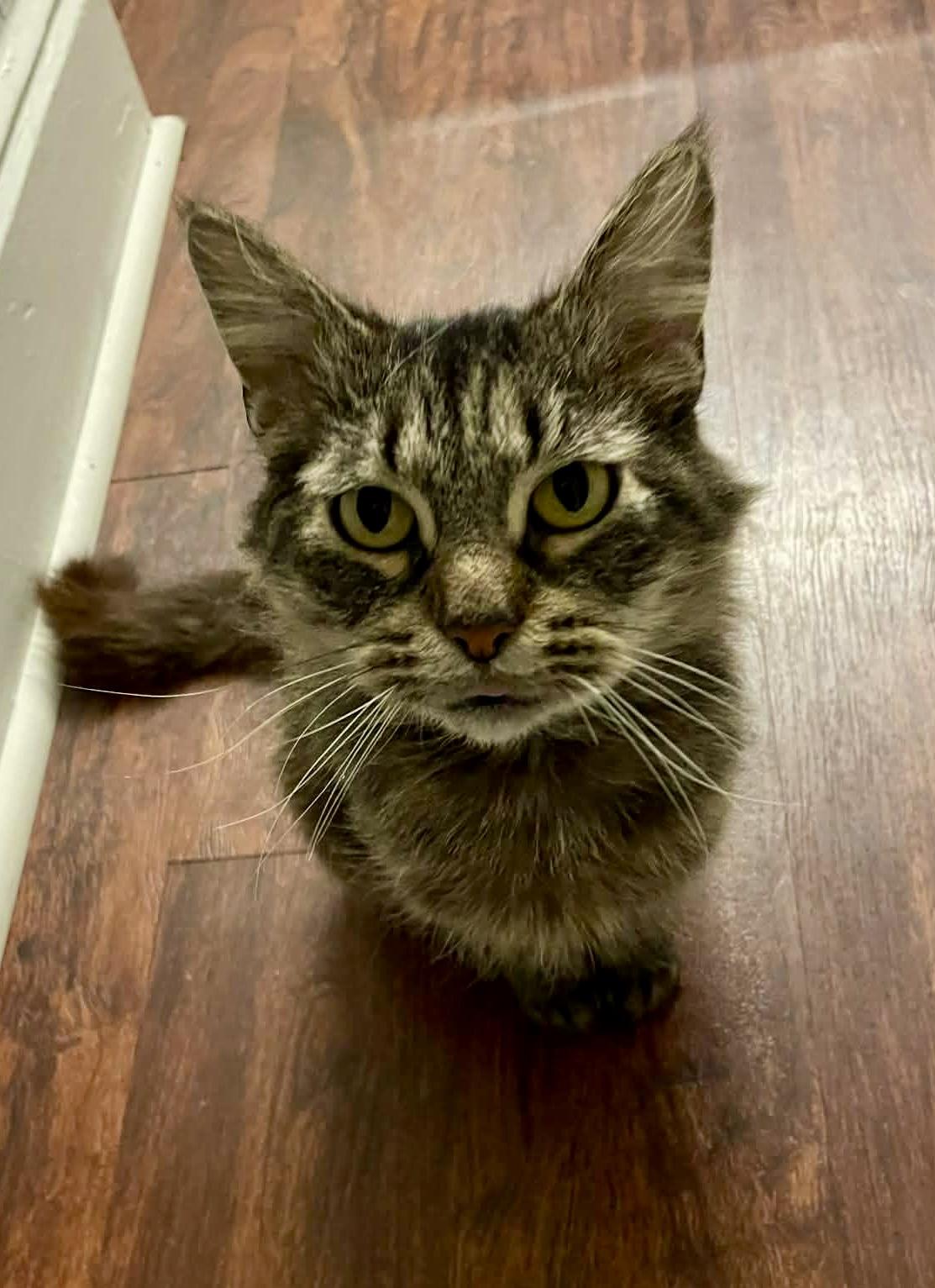 Enlarge Chloe, a Adoptable Domestic Medium Hair in Seven Valleys, PA image 3/3