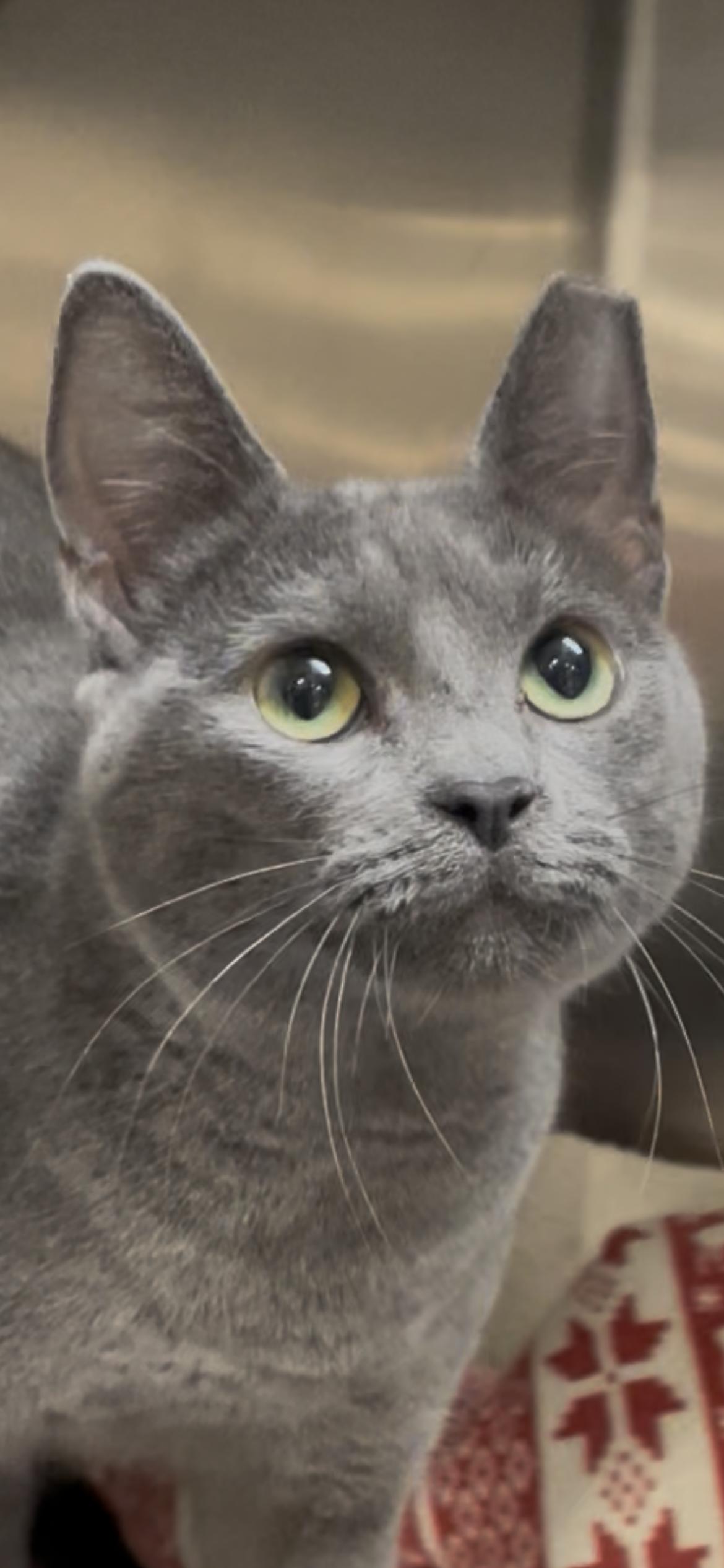 Gretchen, ADOPTABLE, Young Female Russian Blue & Domestic Short Hair.