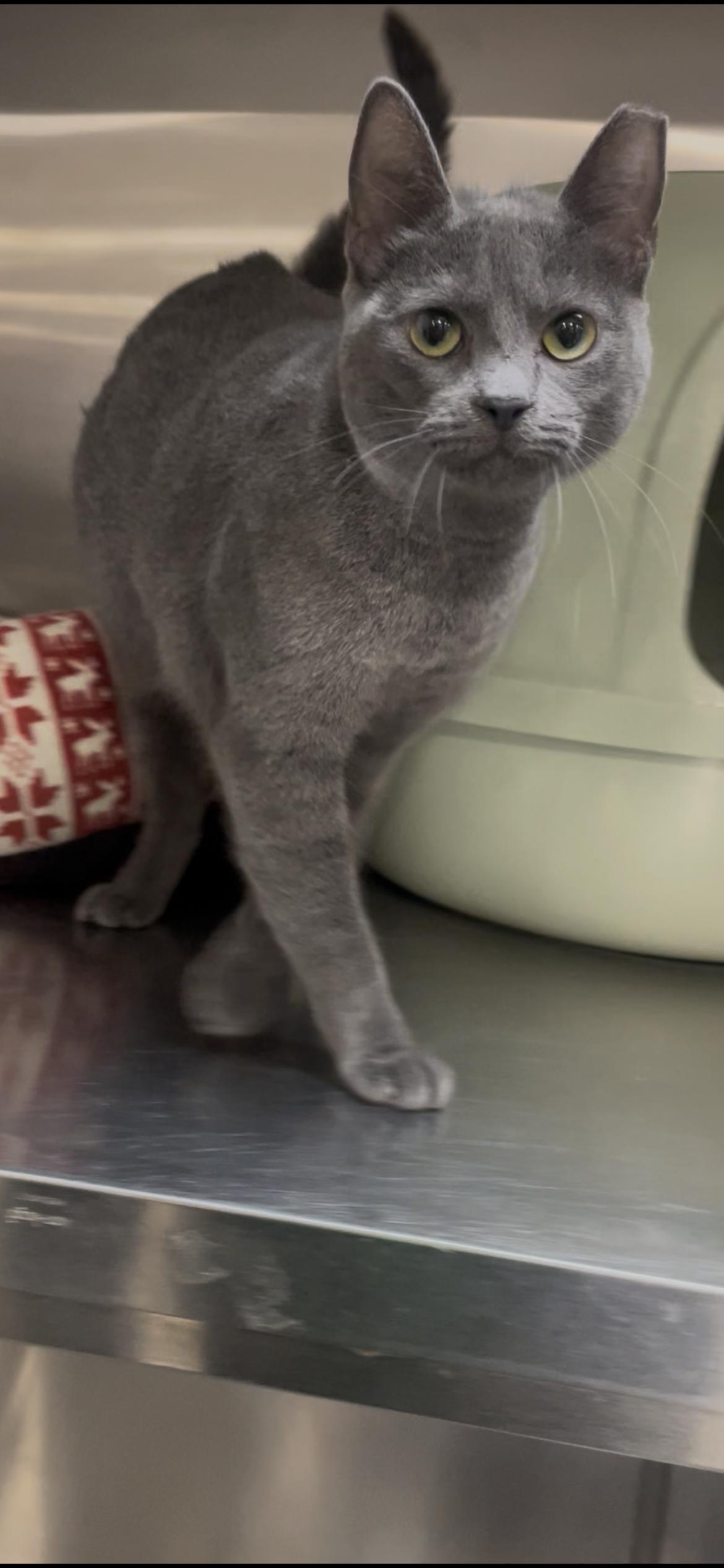 Gretchen, a ADOPTABLE mixed breed in Baton Rouge, LA image 3/3