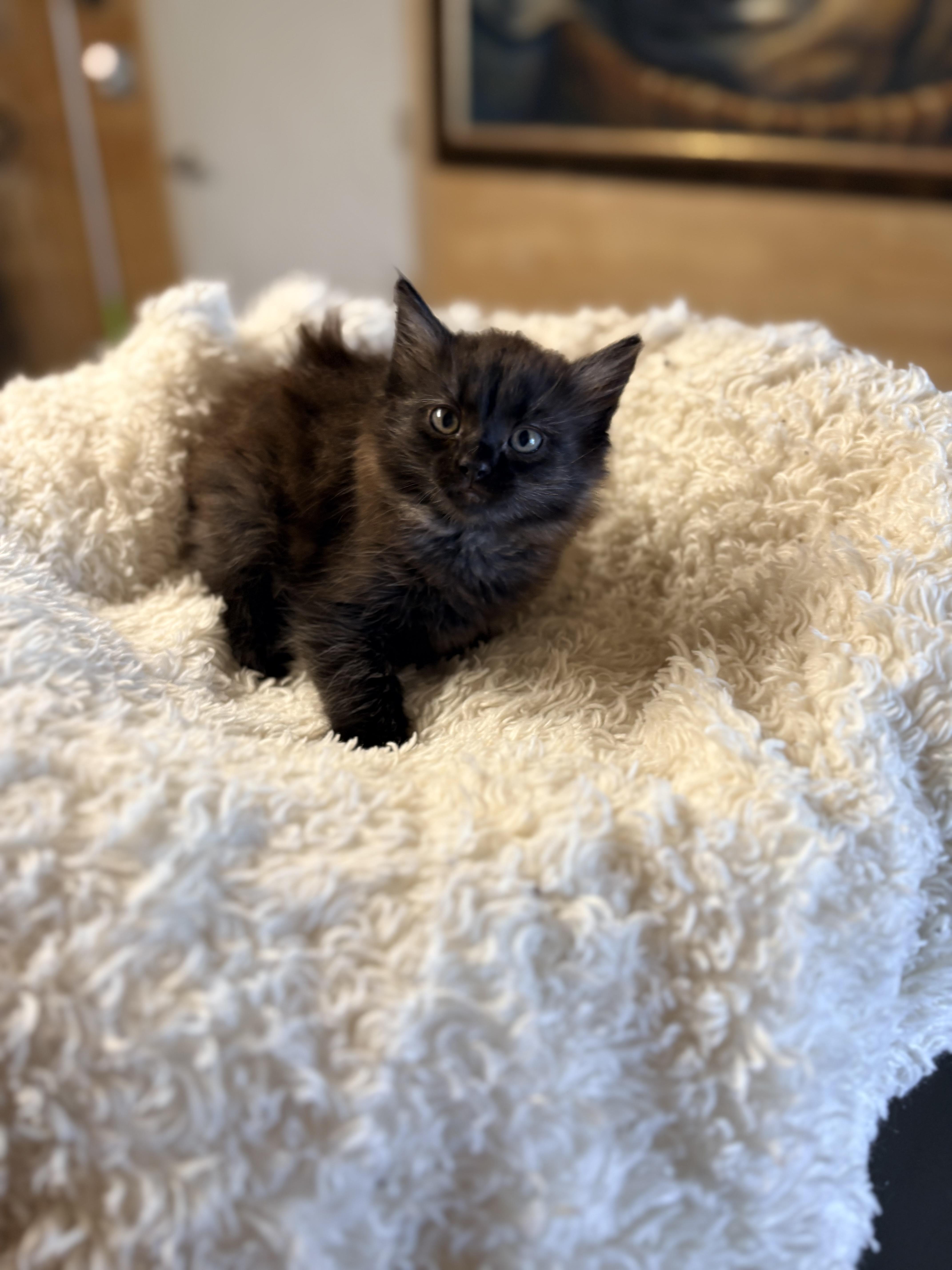 Enlarge Eclair, an adopted Domestic Medium Hair in Mira Loma, CA image 2/4