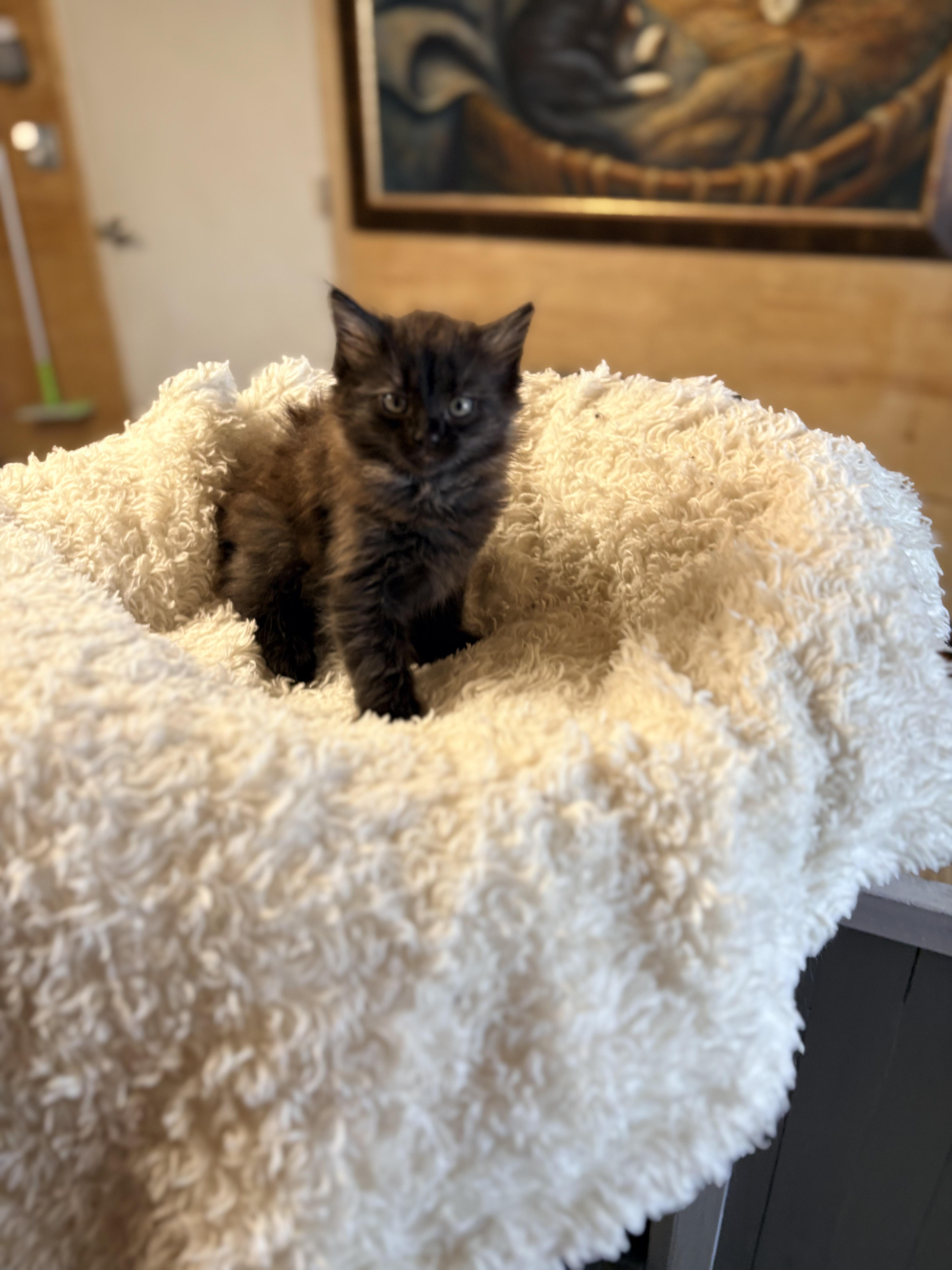 Enlarge Eclair, an adopted Domestic Medium Hair in Mira Loma, CA image 3/4