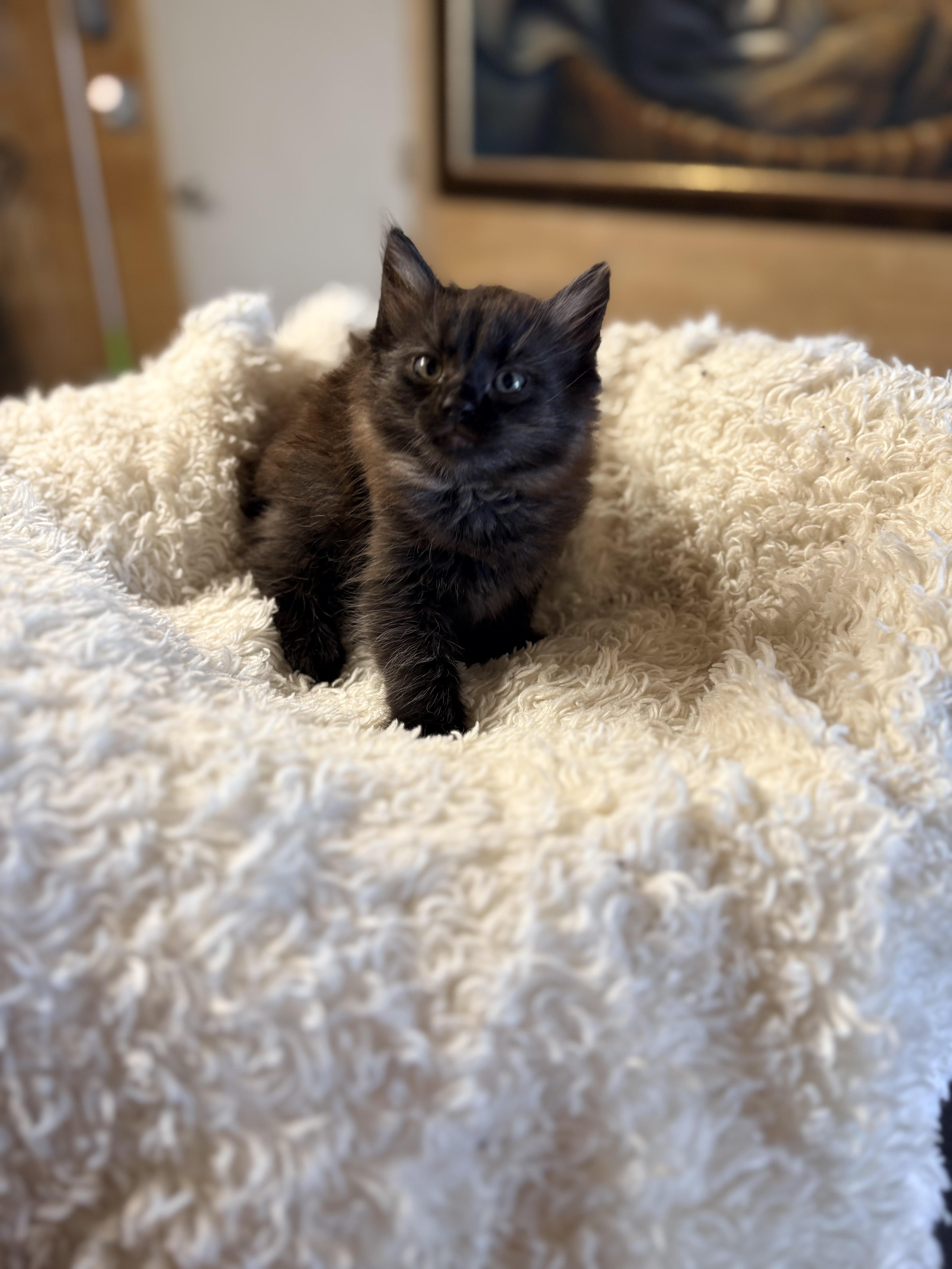 Eclair, adopted, Kitten Female Domestic Medium Hair.