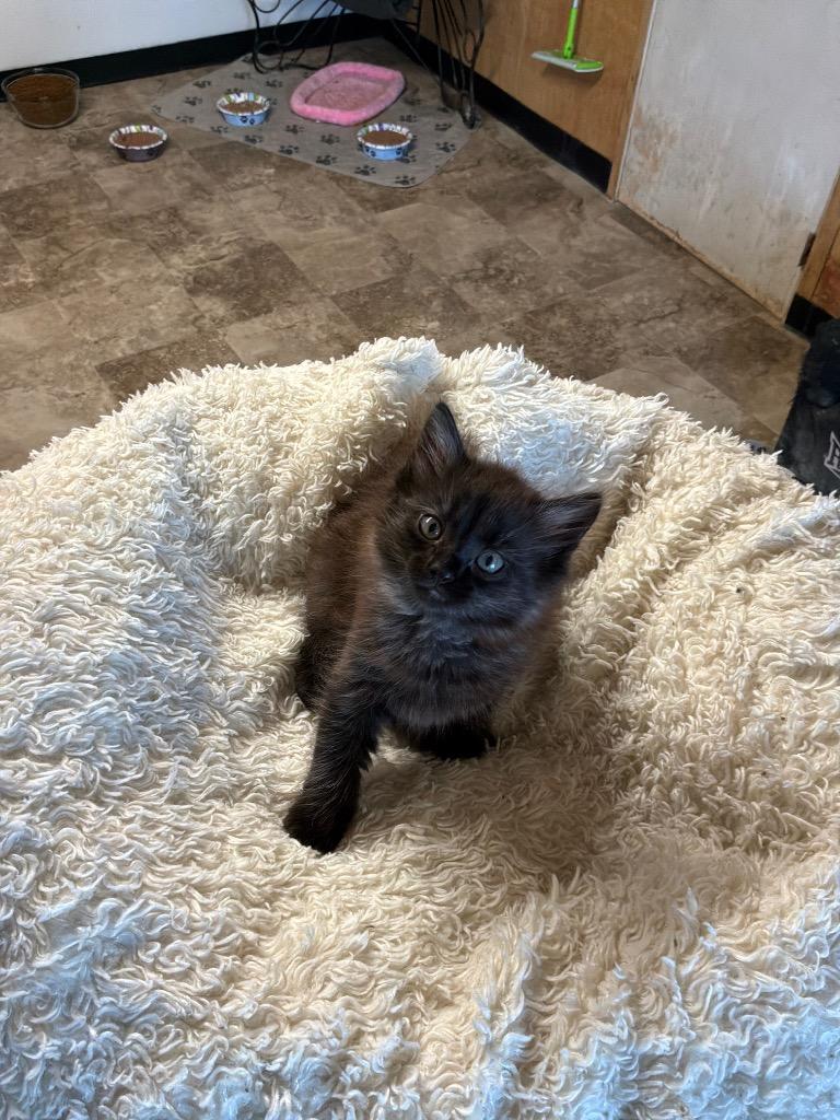 Enlarge Eclair, an adopted Domestic Medium Hair in Mira Loma, CA image 4/4