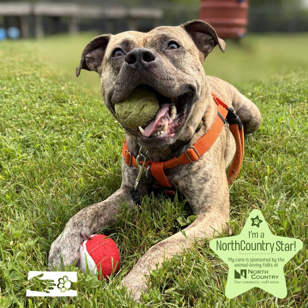 Kahuna, Adoptable, Adult Male Mixed Breed.