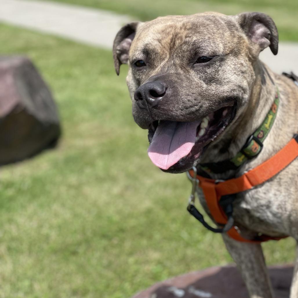Enlarge Kahuna, a Adoptable Mixed Breed in South Burlington, VT image 2/6