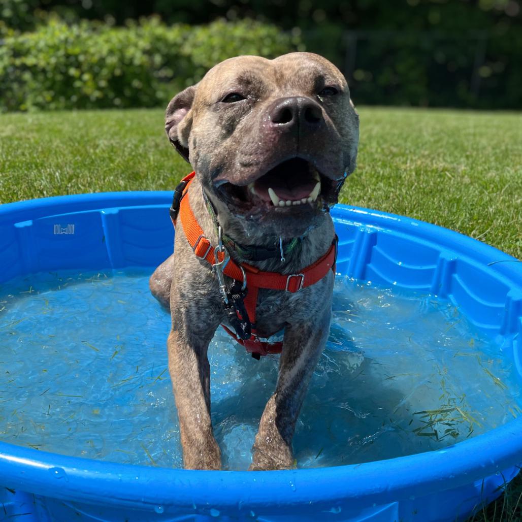 Enlarge Kahuna, a Adoptable Mixed Breed in South Burlington, VT image 3/6