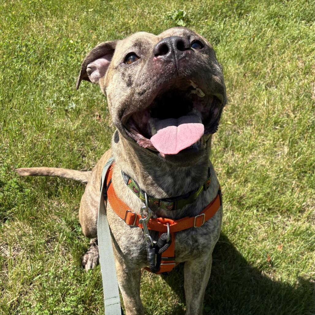Enlarge Kahuna, a Adoptable Mixed Breed in South Burlington, VT image 4/6