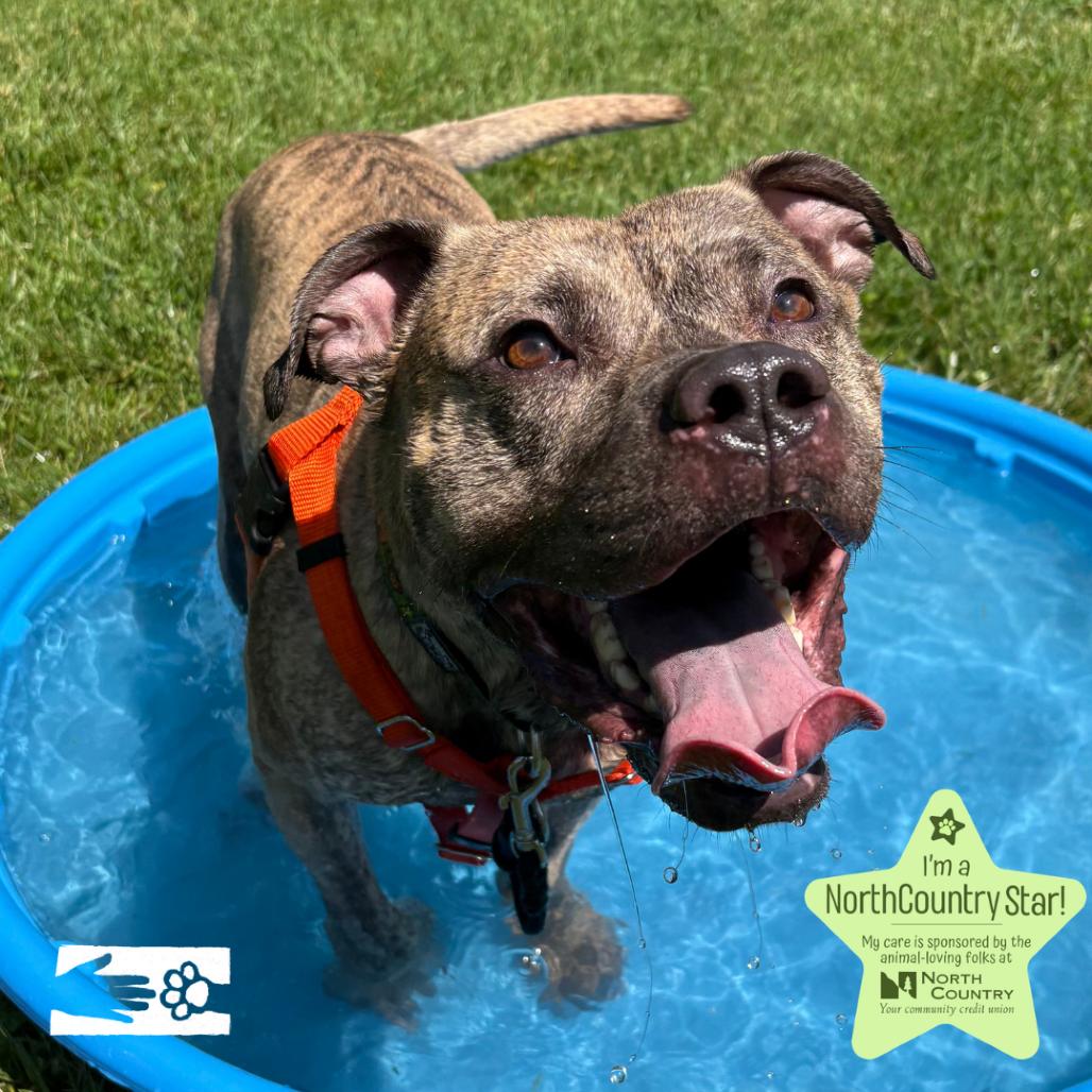 Enlarge Kahuna, a Adoptable Mixed Breed in South Burlington, VT image 5/6