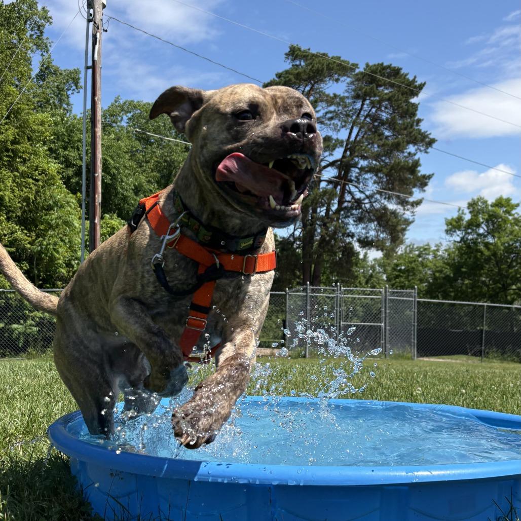 Enlarge Kahuna, a Adoptable Mixed Breed in South Burlington, VT image 6/6