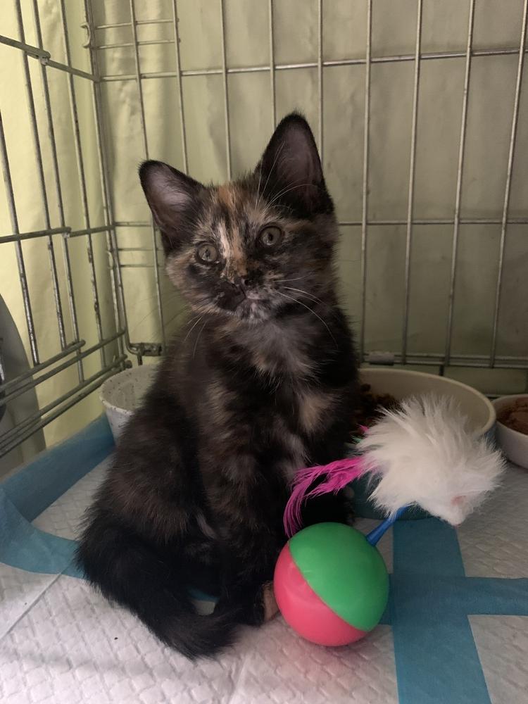 Enlarge Cinnamon Bun, a Adoptable Domestic Short Hair in Taylor, PA image 2/2