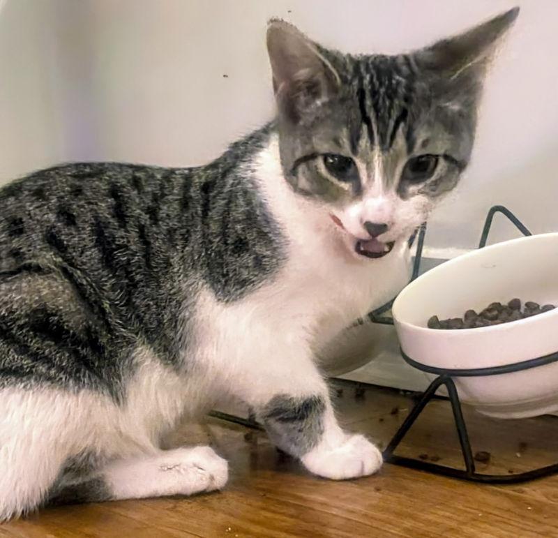 Lila, Adopted, Young Female Domestic Short Hair.