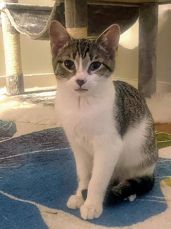 Enlarge Lila, a Adopted Domestic Short Hair in Knoxville, TN image 2/3