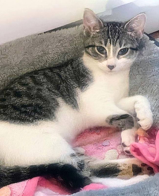 Enlarge Lila, a Adopted Domestic Short Hair in Knoxville, TN image 3/3