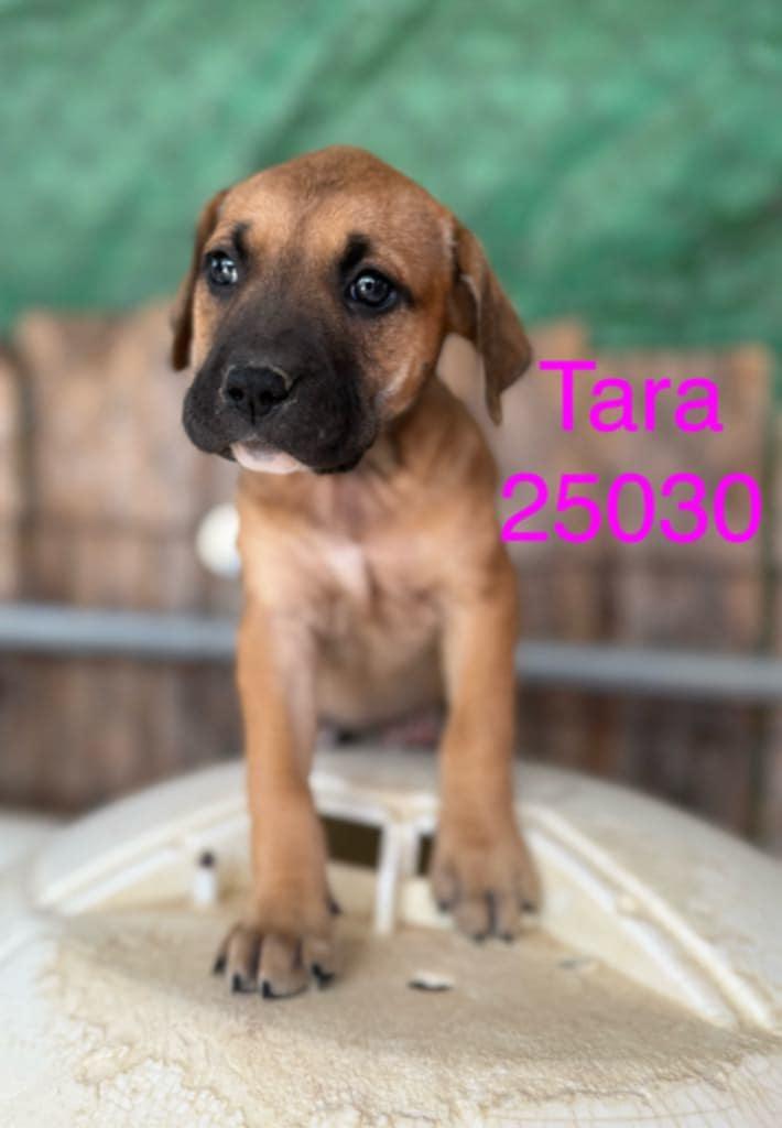 Tara, a Adoptable mixed breed in Mexia, TX image 2/2