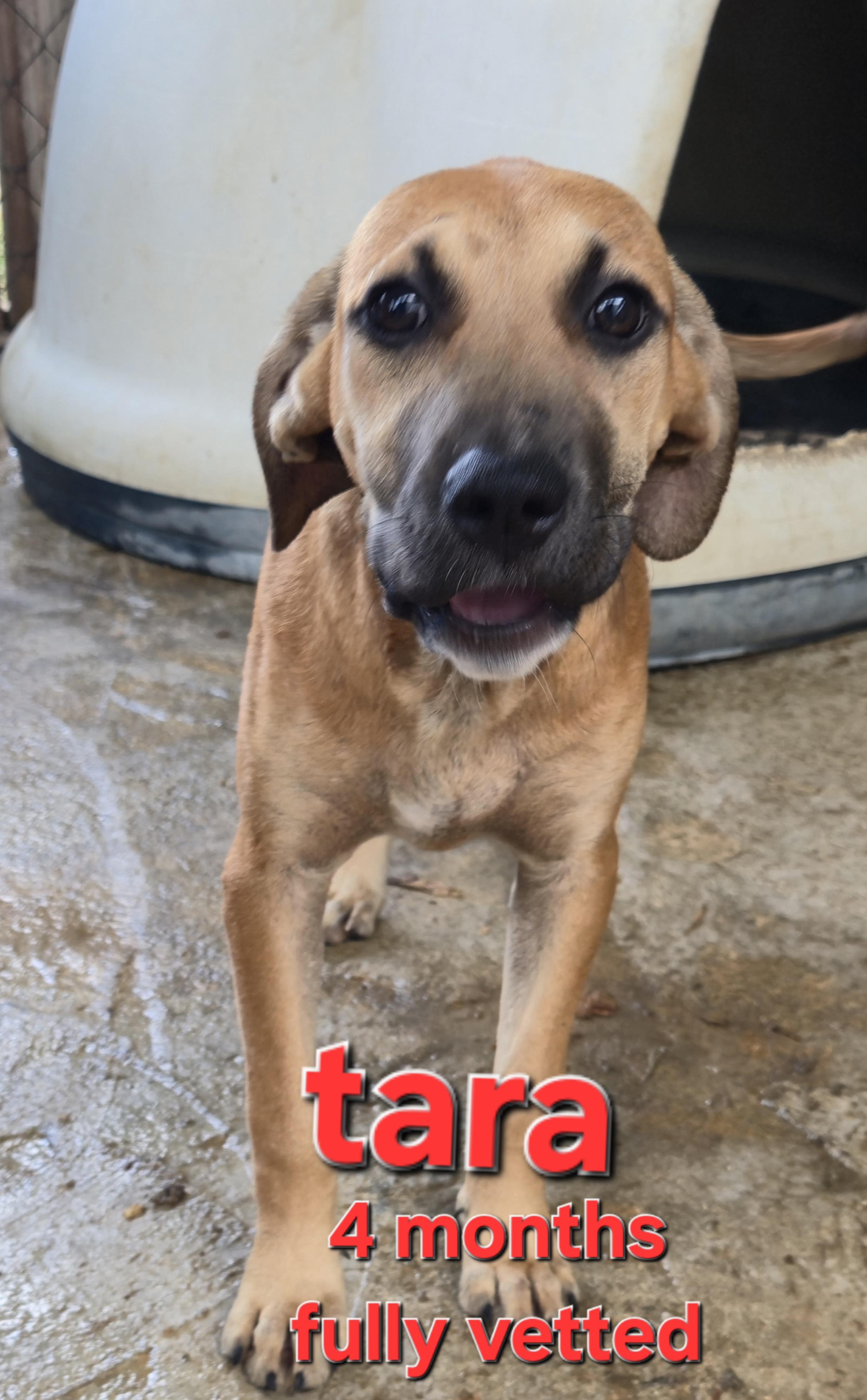 Tara, a Adoptable mixed breed in Mexia, TX image 1/2