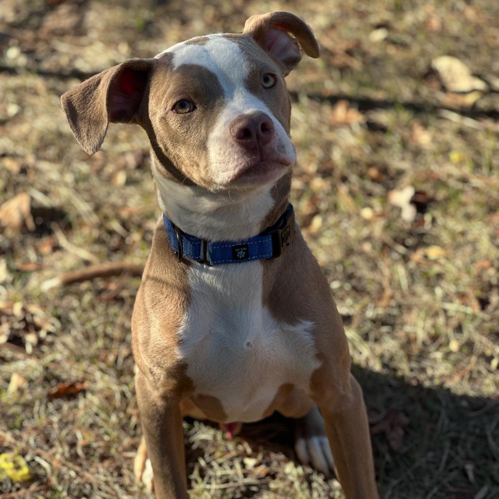 Enlarge Quiche, a Adoptable mixed breed in North Myrtle Beach, SC image 1/5
