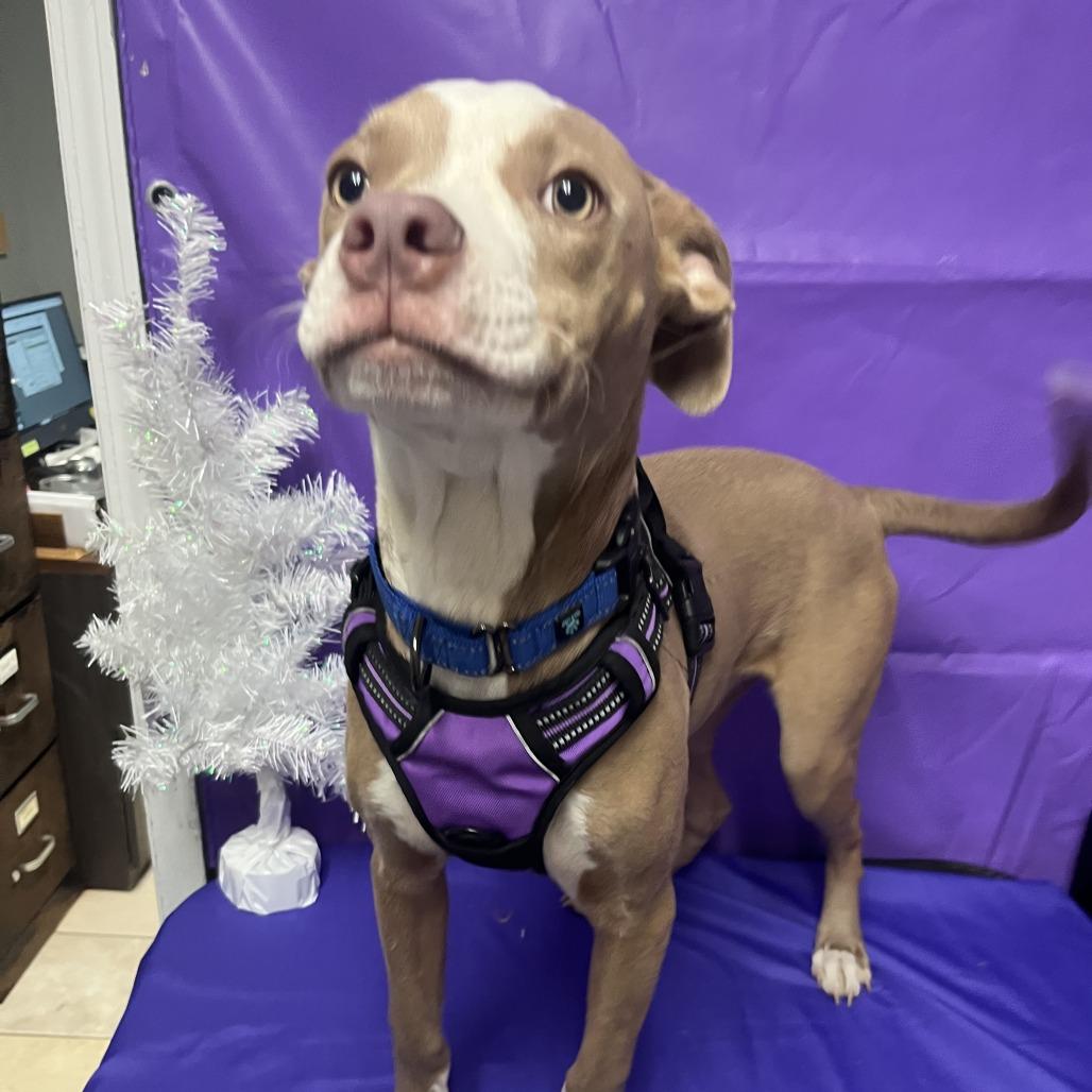 Quiche, Adoptable, Young Male American Staffordshire Terrier & Mixed Breed.